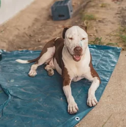 {{brizy_dc_image_alt imageSrc=